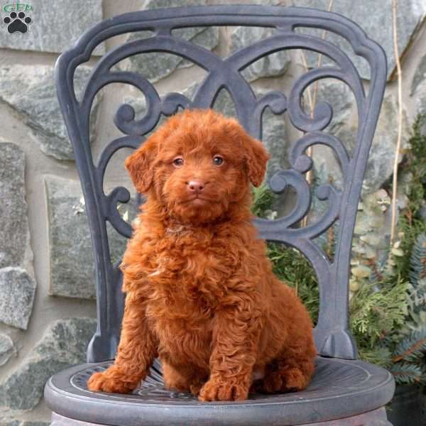 Trooper, Mini Labradoodle Puppy