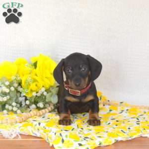 Trooper-Mini, Dachshund Puppy