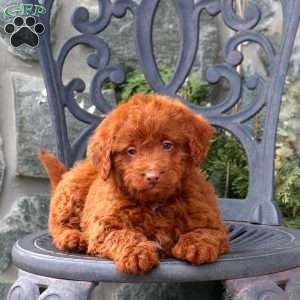 Trooper, Mini Labradoodle Puppy