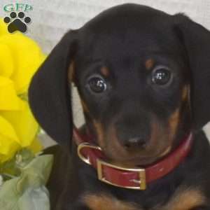 Trooper-Mini, Dachshund Puppy