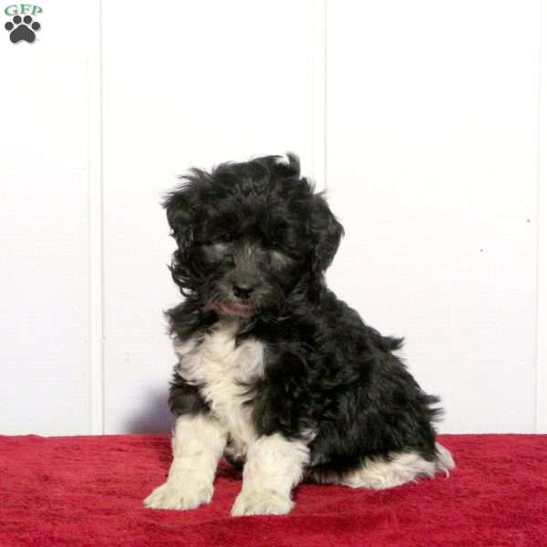 Tucker, Mini Bernedoodle Puppy