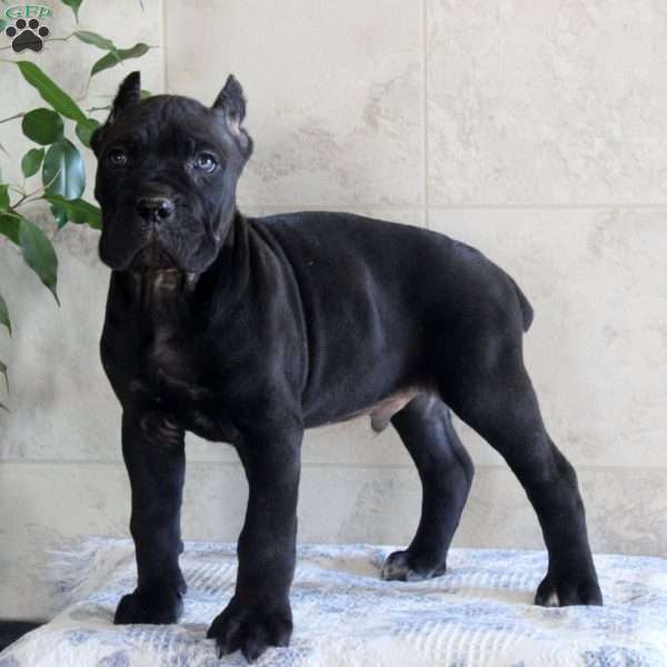 Tucker, Cane Corso Puppy