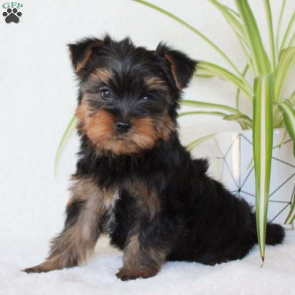 Tucker, Morkie / Yorktese Puppy