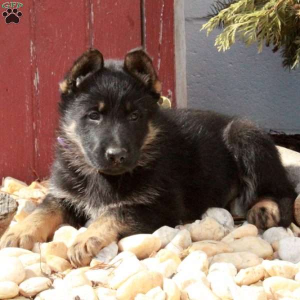 Tucker, German Shepherd Puppy