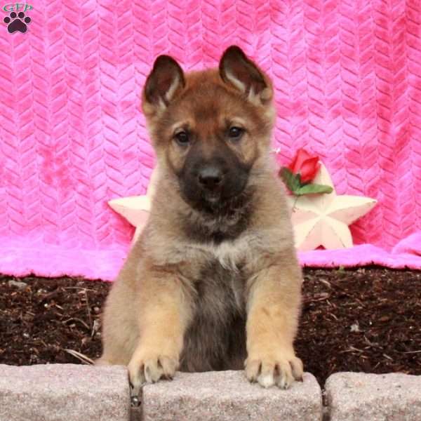 Tucker, German Shepherd Puppy