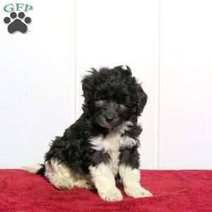 Tucker, Mini Bernedoodle Puppy