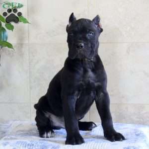 Tucker, Cane Corso Puppy