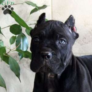 Tucker, Cane Corso Puppy