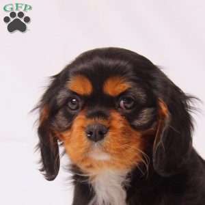 Tulip, Cavalier King Charles Spaniel Puppy