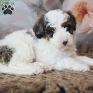 Tundra, Mini Bernedoodle Puppy