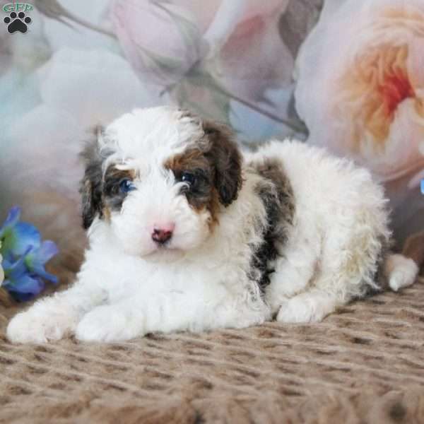 Tundra, Mini Bernedoodle Puppy