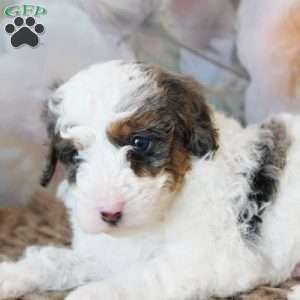 Tundra, Mini Bernedoodle Puppy