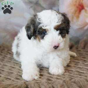 Tundra, Mini Bernedoodle Puppy