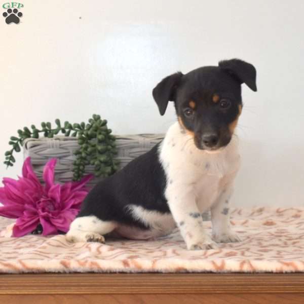 Tux, Jack Russell Terrier Puppy