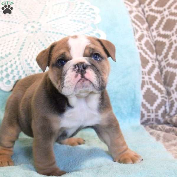 Twila, English Bulldog Puppy