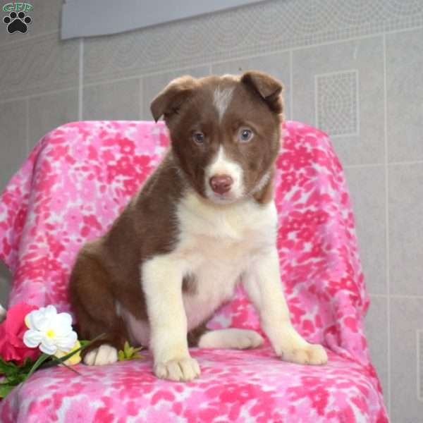 Twila, Border Collie Puppy