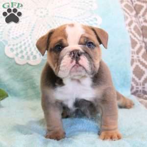 Twila, English Bulldog Puppy