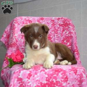 Twila, Border Collie Puppy