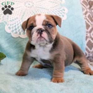 Twila, English Bulldog Puppy