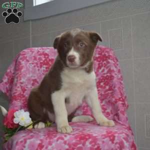 Twila, Border Collie Puppy