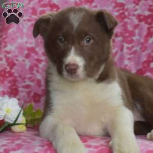 Twila, Border Collie Puppy