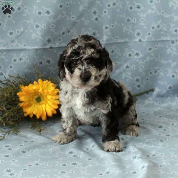 Twilight, Miniature Poodle Puppy