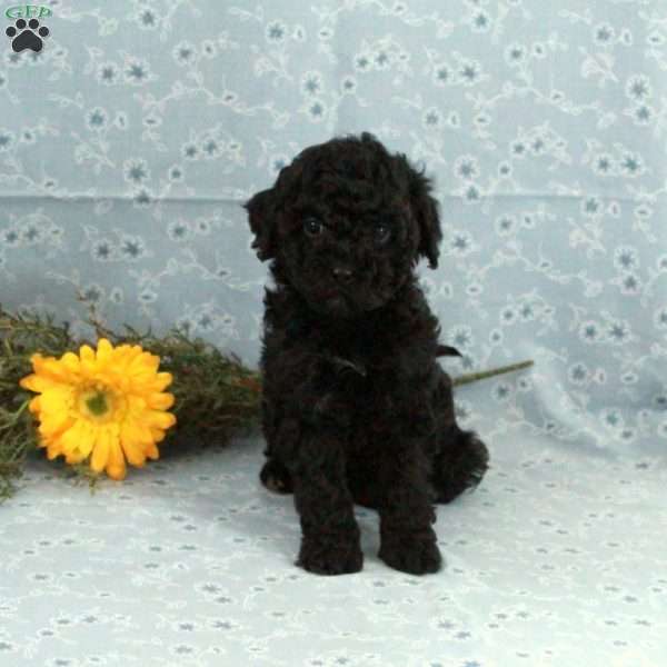 Twinkles, Miniature Poodle Puppy