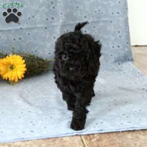 Twinkles, Miniature Poodle Puppy