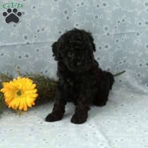 Twinkles, Miniature Poodle Puppy