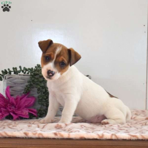 Twizzler, Jack Russell Terrier Puppy