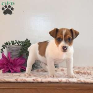 Twizzler, Jack Russell Terrier Puppy