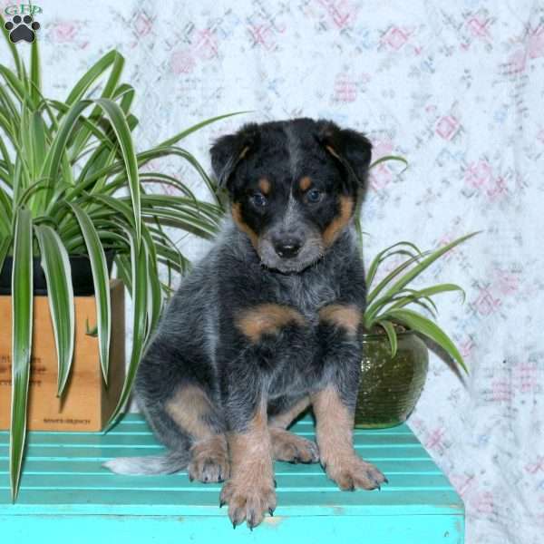 Tye, Blue Heeler – Australian Cattle Dog Puppy