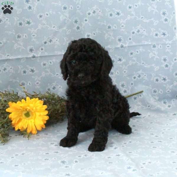 Tyler, Miniature Poodle Puppy