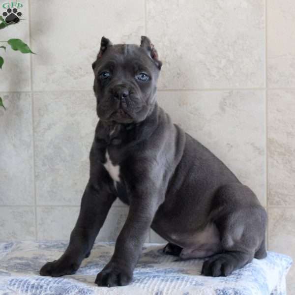 Tyler, Cane Corso Puppy