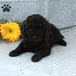 Tyler, Miniature Poodle Puppy