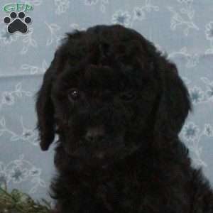 Tyler, Miniature Poodle Puppy