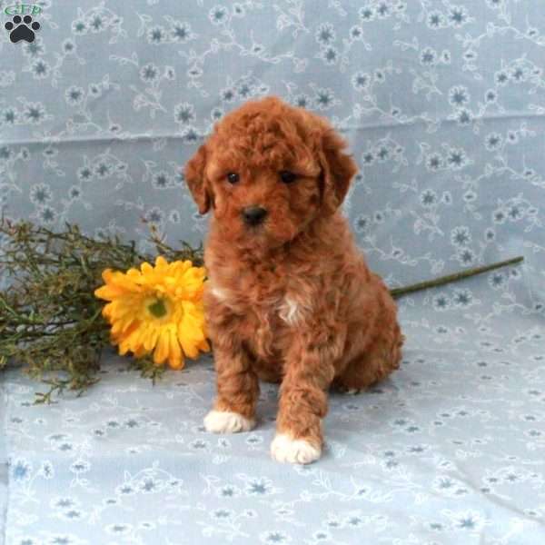 Tyranny, Miniature Poodle Puppy