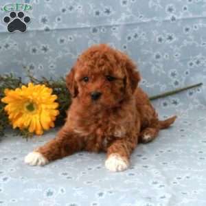 Tyranny, Miniature Poodle Puppy