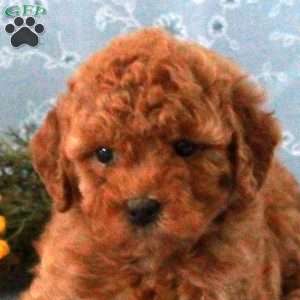 Tyranny, Miniature Poodle Puppy