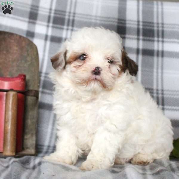 Valentine, Shih-Poo Puppy