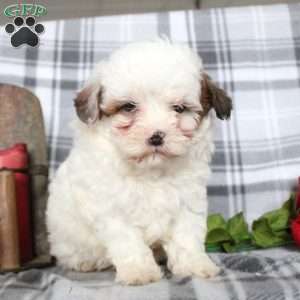 Valentine, Shih-Poo Puppy