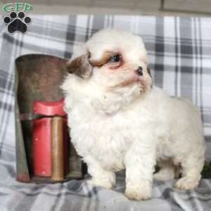 Valentine, Shih-Poo Puppy