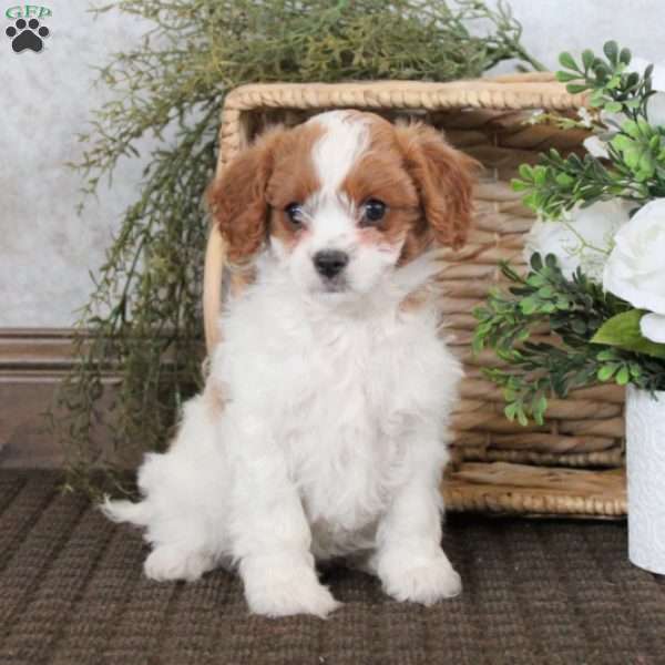 Valley, Cavapoo Puppy