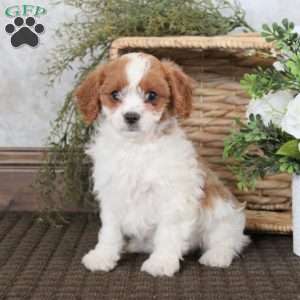 Valley, Cavapoo Puppy