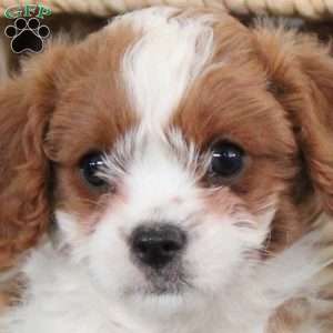 Valley, Cavapoo Puppy