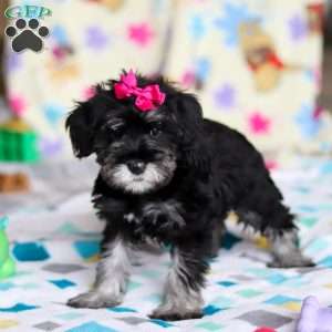 Vera, Miniature Schnauzer Puppy