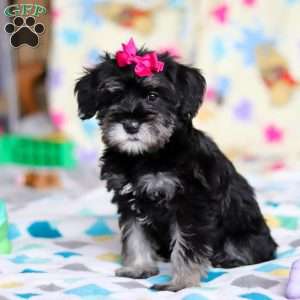 Vera, Miniature Schnauzer Puppy