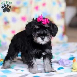 Vera, Miniature Schnauzer Puppy