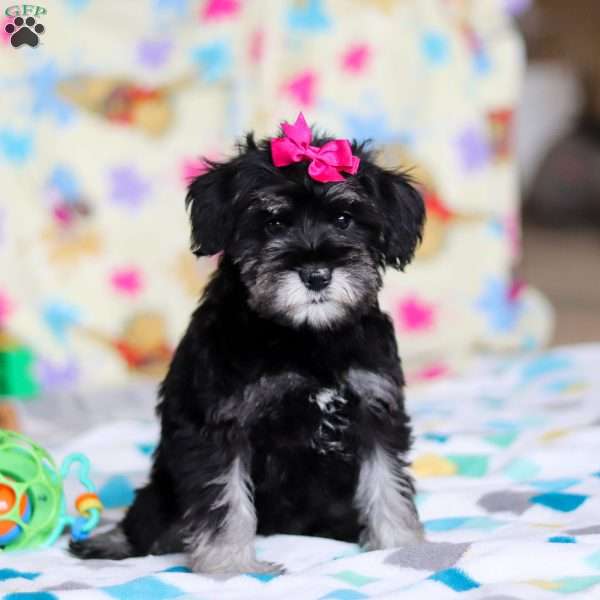 Vera, Miniature Schnauzer Puppy