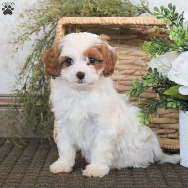 Vera, Cavapoo Puppy